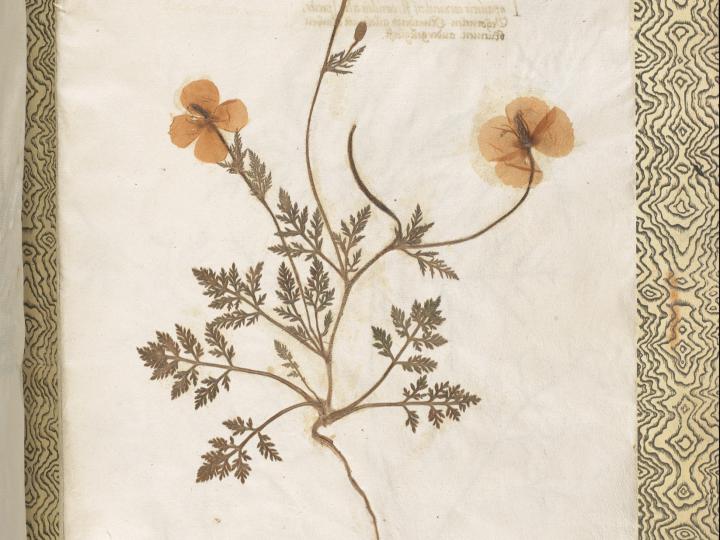 	Roemeria hybrida (violet-horned poppy flower) uit het Rauwolf Herbarium, 1574 – 1576, verzameld in Syrië. Naturalis Biodiversity Center, Leide